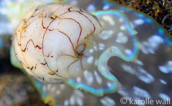 Wavy Bubble Shell