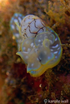 Micromelo scriptus