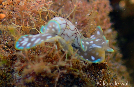 Wavy Bubble Shell