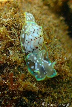 Micromelo scriptus