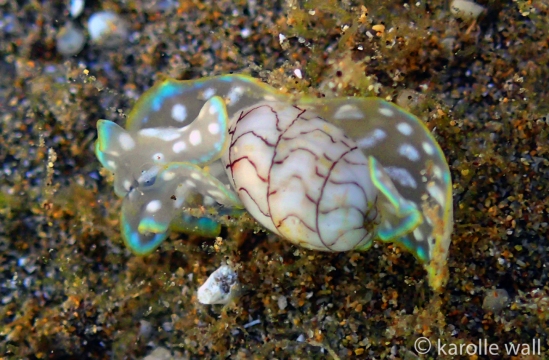 Wavy Bubble Shell