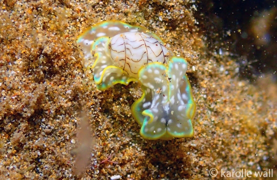 Juvenile Micromelo scriptus