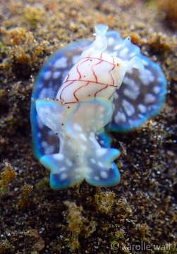 Wavy Bubble Shell