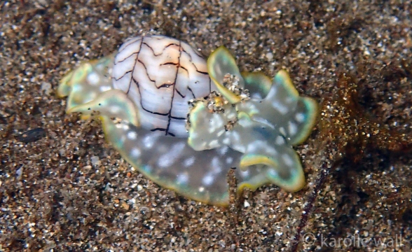 Wavy Bubble Shell
