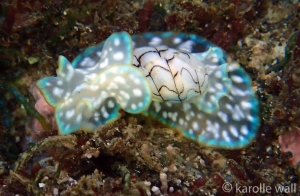 Wavy Bubble Shell