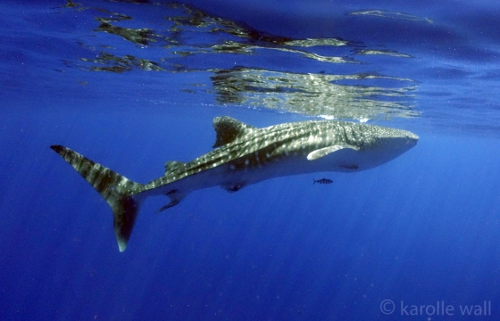 _DSC3321 whale shark alone exc wm