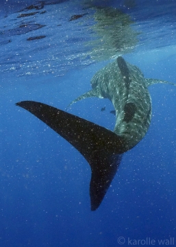 _DSC3331 whale shark from behind too much scatter to fix