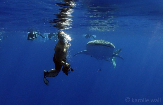 _DSC3355 deron and whale shark and snorkelers following wm
