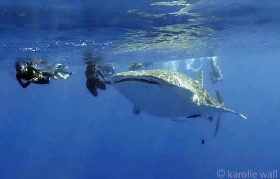 _DSC3357 whale shark and humans anita and  elyssa at front