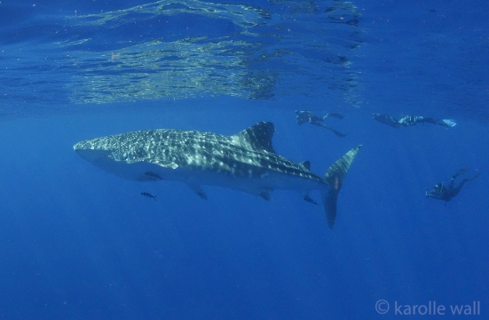 _DSC3397 whale shark and snorkelers wm