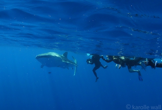 _DSC3410 whale shark and lots of humans2 wm