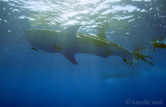 _DSC3416 pic from whale shark and snorkelers anita wm