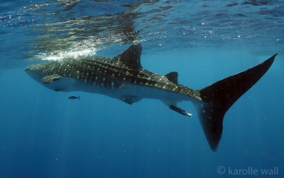 _DSC3417 whale shark whole body wm