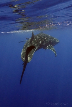 _DSC3419 whale shark turning wm