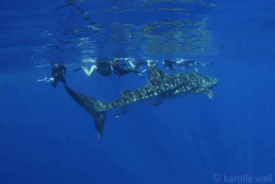 _DSC3425 whale shark and a bit of chaos wm