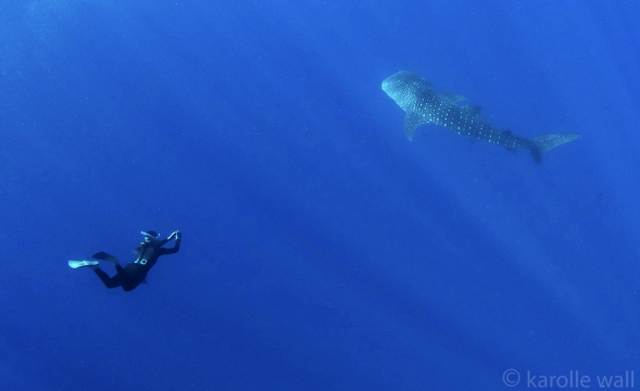 _DSC3439 carol? and whale shark small wm