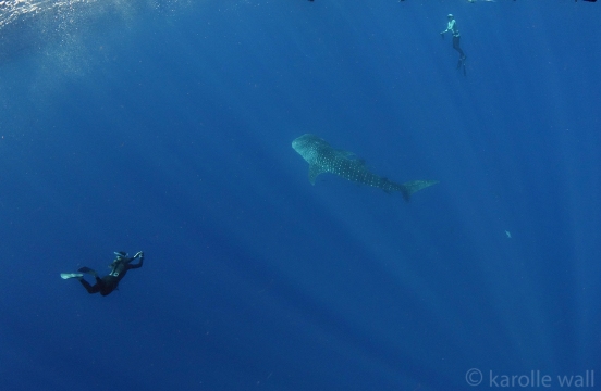 _DSC3439 whale shark, carol below and griffin or ian above? wm