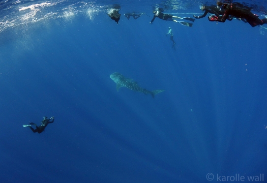_DSC3439 whale shark, carol below snorkelers above wm