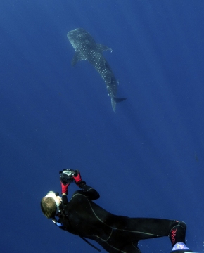 _DSC3442 whale shark and humans alan below crop