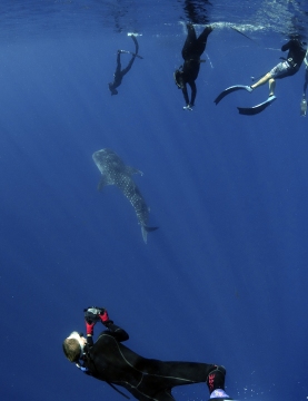 _DSC3442 whale shark and humans alan below