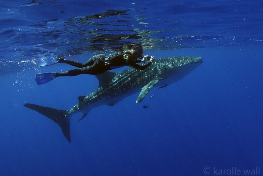 DSC3454-anita -and-the-whale-shark-wm
