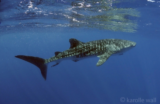 _DSC3459 whale shark alone exc wm