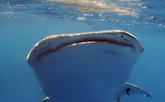_DSC3506 whale shark from back of boat large head only wm