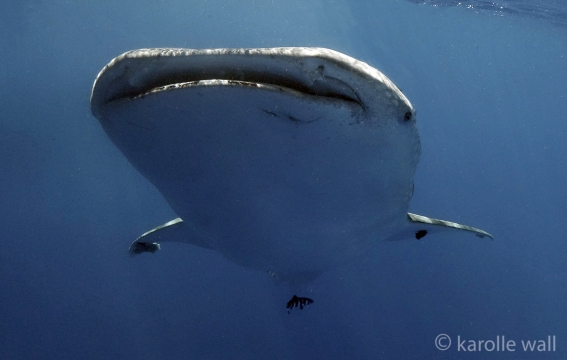 _DSC3508 whale shark by boat lighter wm