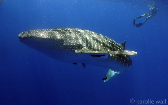 _DSC3510 whale shark and patty wm