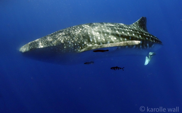 _DSC3511 whale shark clear wm