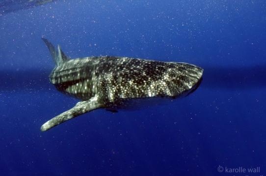 _DSC3516 whale shark deep blue wm