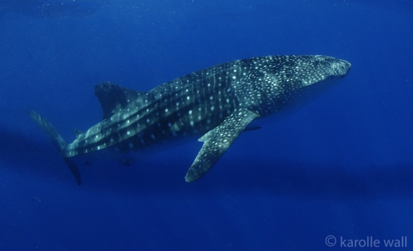 _DSC3519 whale shark on its own wm