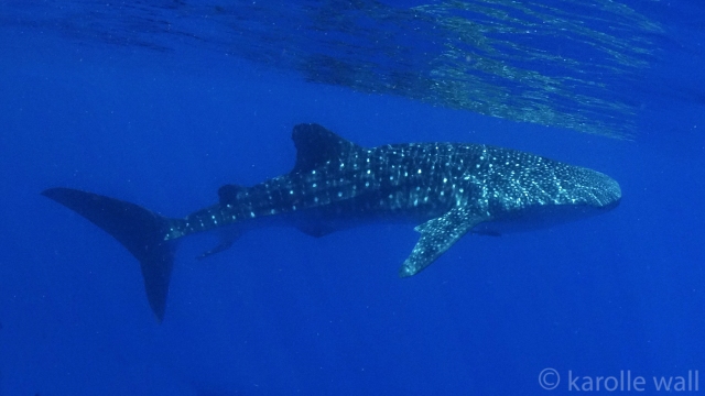_DSC3526 whale shark no people exc wm