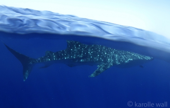 _DSC3529 whale shark and water sky over under wm2