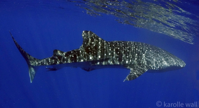 _DSC3530 whale shark good wm