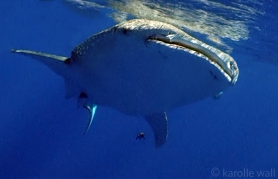 whale shark turning