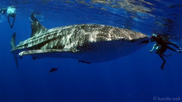 whale shark with snorkelers bruce at mouth