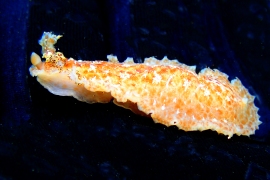 White and Brown Nudibranch, Dendrodoris elongata White and Brown Nudibranch, Dendrodoris elongata