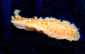 White and Brown Nudibranch, Dendrodoris elongata