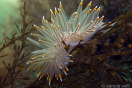 White and Orange-tipped Nudibranch, Antiopella fusca White and Orange-tipped Nudibranch, Antiopella fusca