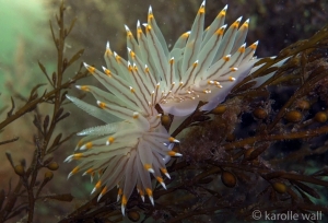 White and Orange-tipped Nudibranch, Janolus fuscus