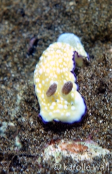 Goniobranchus albopustulosus