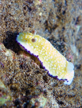 Goniobranchus-albopustulosus