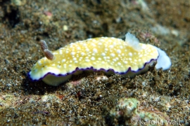 Goniobranchus albopustulosus Goniobranchus albopustulosus