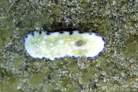 White Bump Nudibranch, Goniobranchus albopustulosus