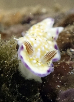 Goniobranchus albopustulosus