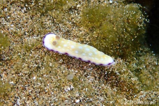 White Bump Nudibranch