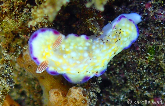 Juvenile White Bump Nudibranch