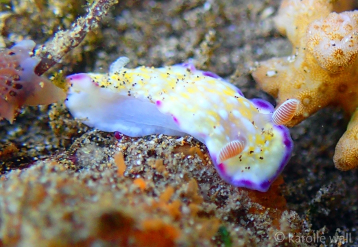 Juvenile White Bump Nudibranch