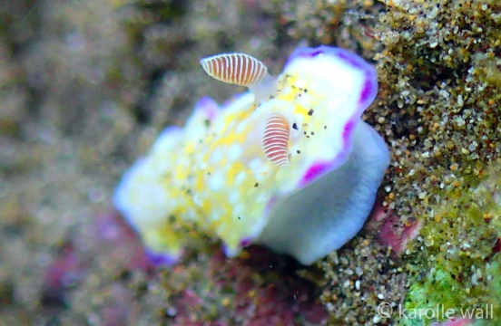 Juvenile Goniobranchus albopustulosus
